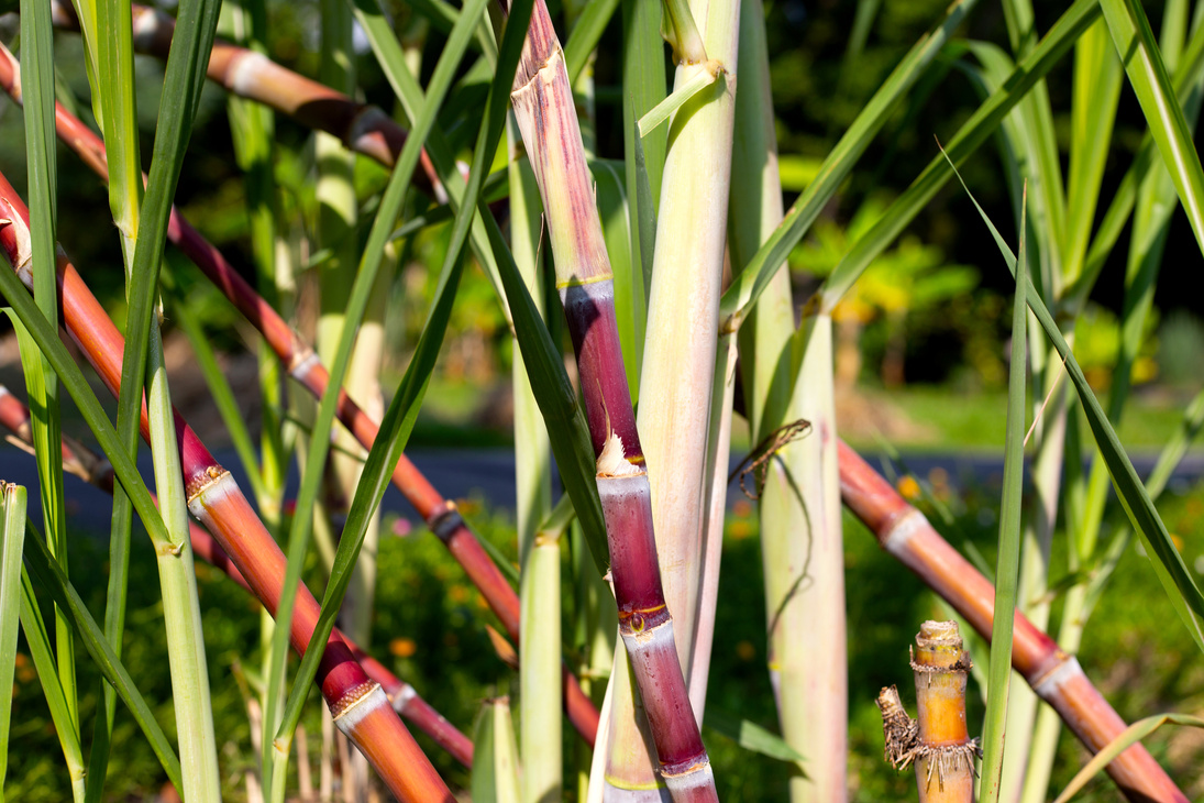 Sugar cane plant in the garden