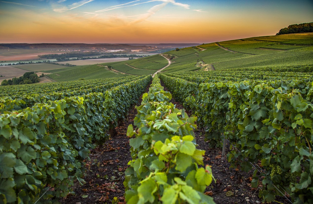 Champagne region in France. A beautiful view.