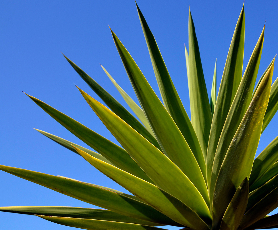 Agave tequilana plant to distill mexican tequila liquor.